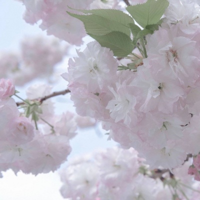 东城FurryQQ群介绍